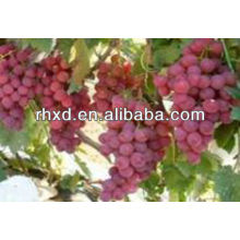 Uva roja fresca china 2013 / uvas globales rojas / las mejores uvas rojas frescas para la venta